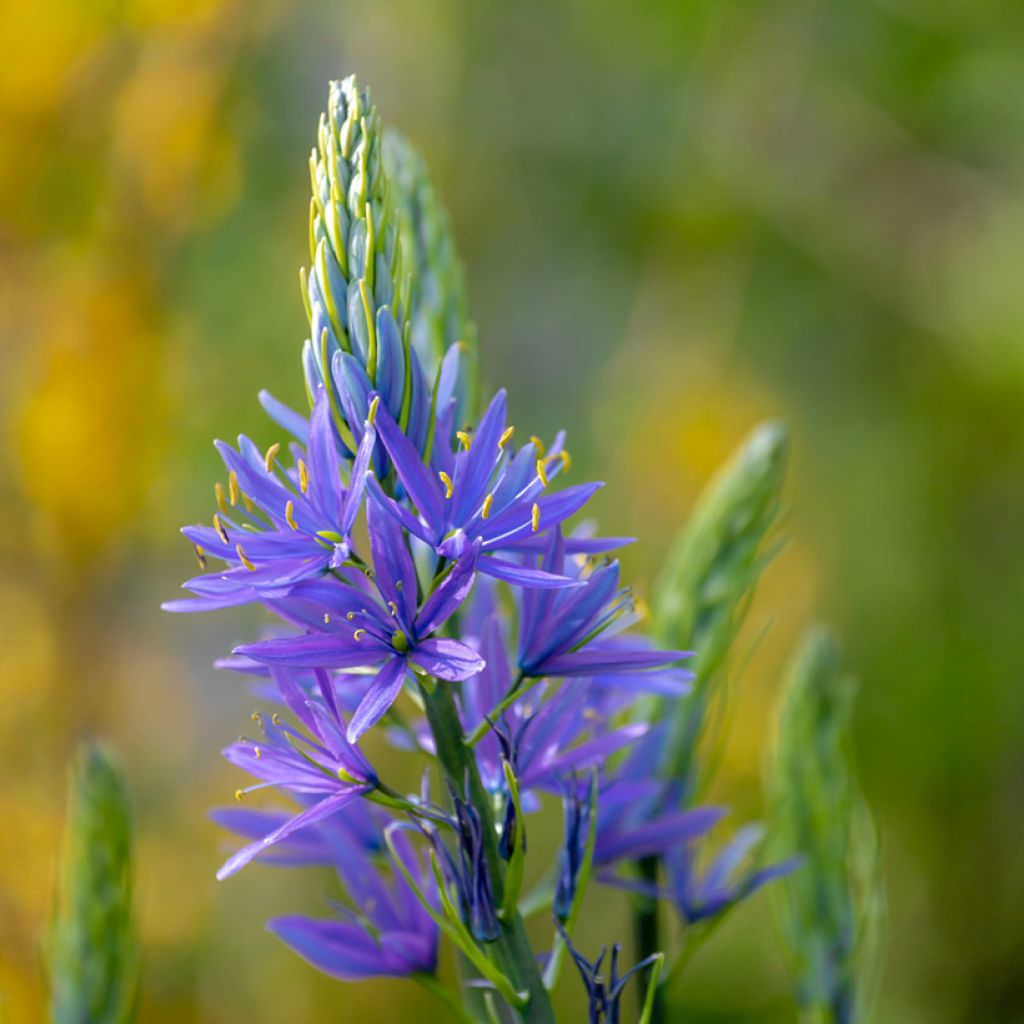 Camassia leichtlinii Caerulea