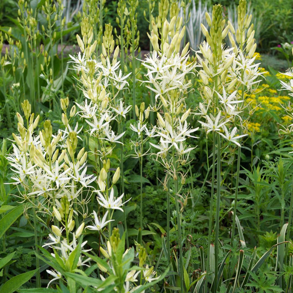 Camassia leichtlinii Sacajawea