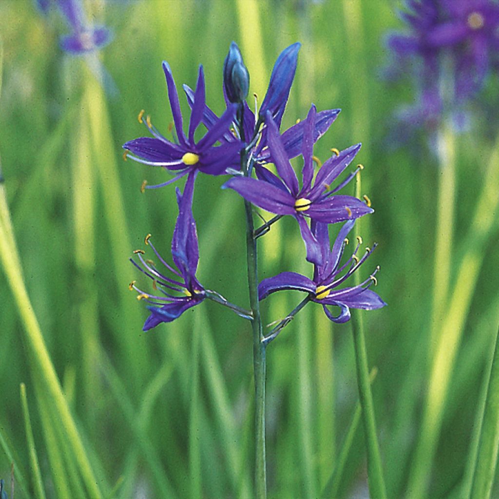 Camassia quamash Orion