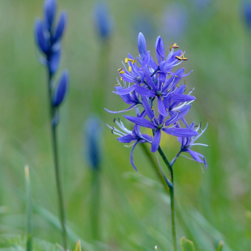 Camassia quamash