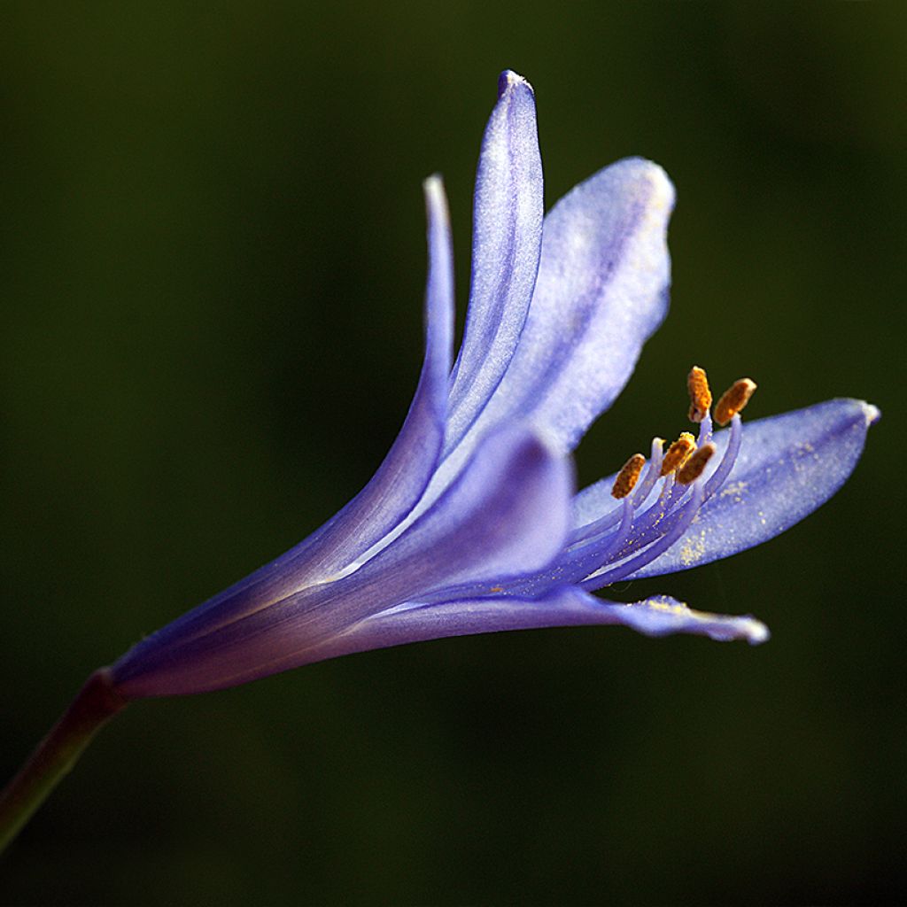 Camassia quamash