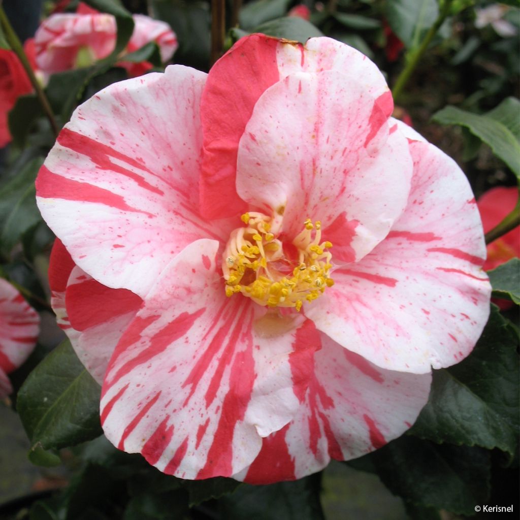 Camélia Dainty California - Camellia japonica