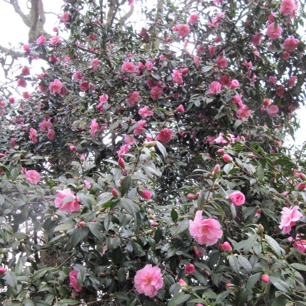 Camélia Donation - Camellia (x) williamsii