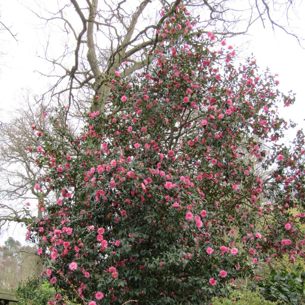 Camélia Donation - Camellia (x) williamsii