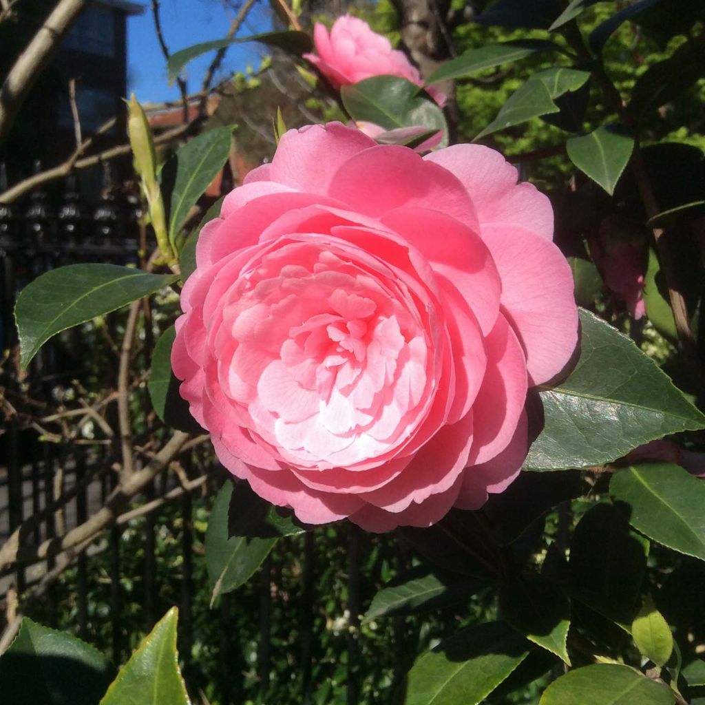 Camélia EG Waterhouse - Camellia (x) williamsii 