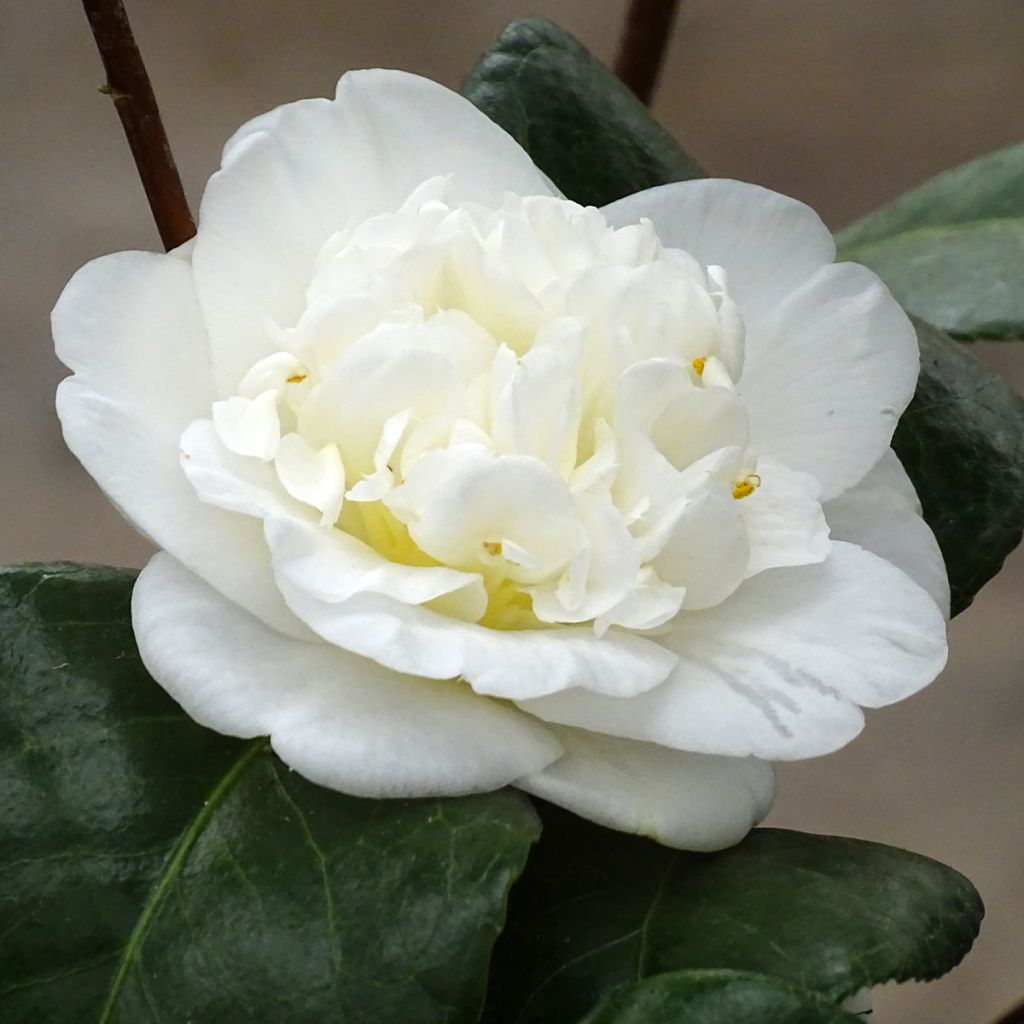 Camélia Nobilissima - Camellia japonica 