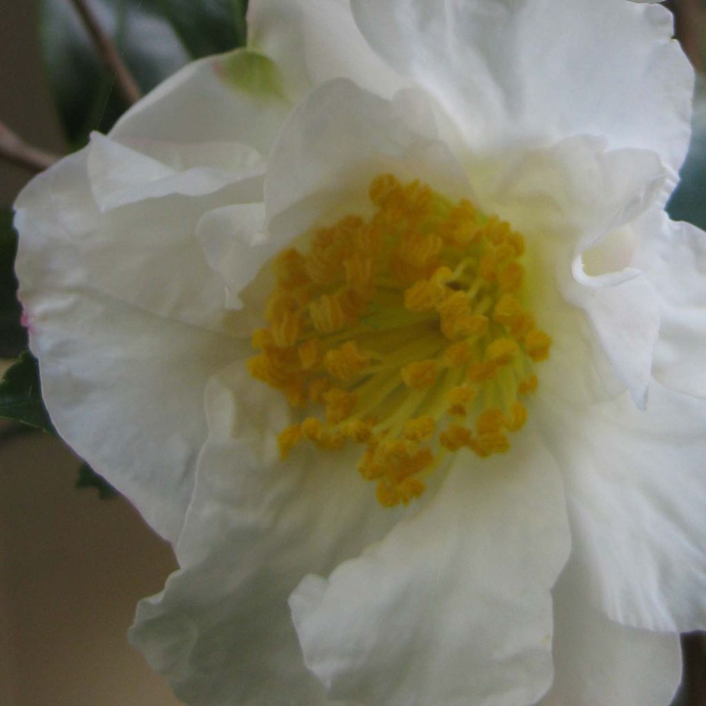 Camelia d'automne - Camelia Setsugekka