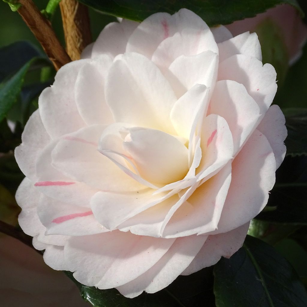 Camélia Stacy Susan - Camellia japonica