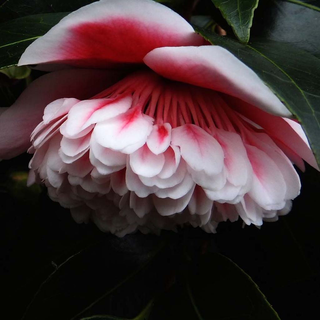 Camélia Volunteer - Camellia japonica