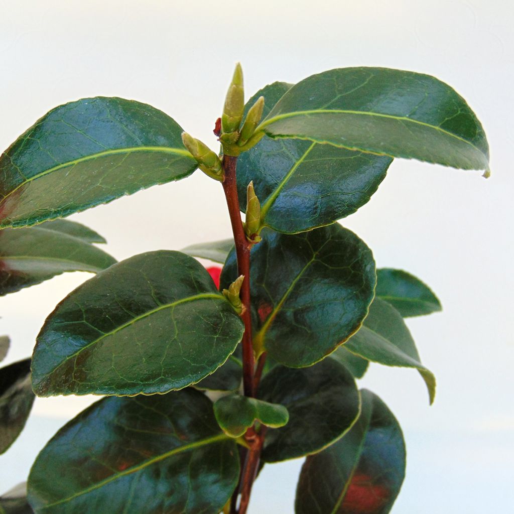 Camélia Volunteer - Camellia japonica