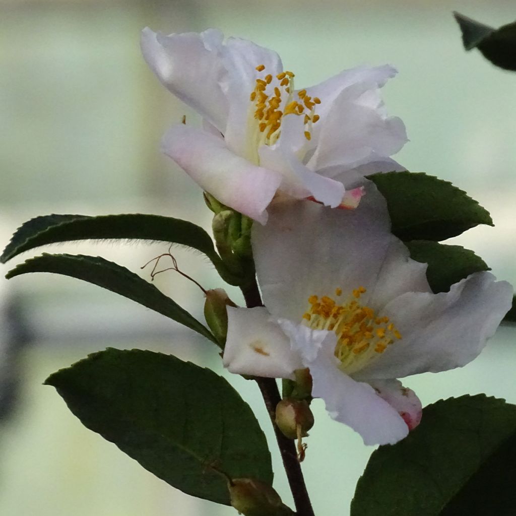 Camélia champêtre Fairy blush 