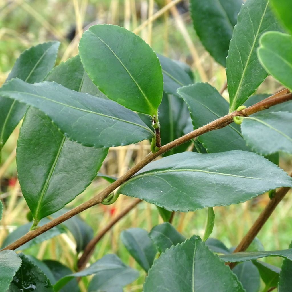 Camélia d'automne - Camellia sasanqua Cleopatra