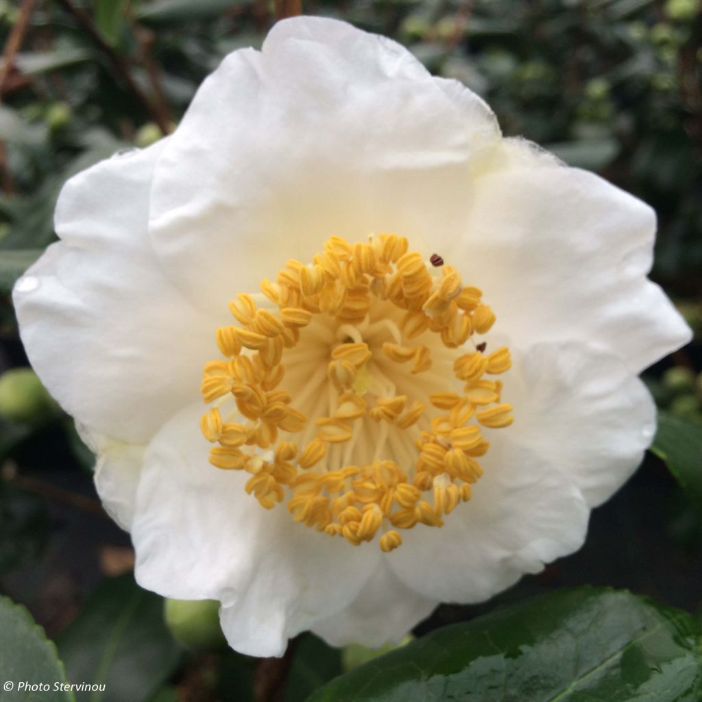 Camelia Fuji - Camellia japonica de Higo