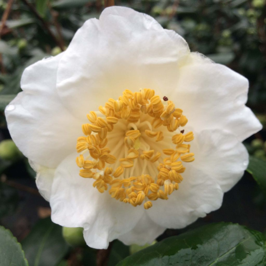 Camelia Fuji - Camellia japonica de Higo