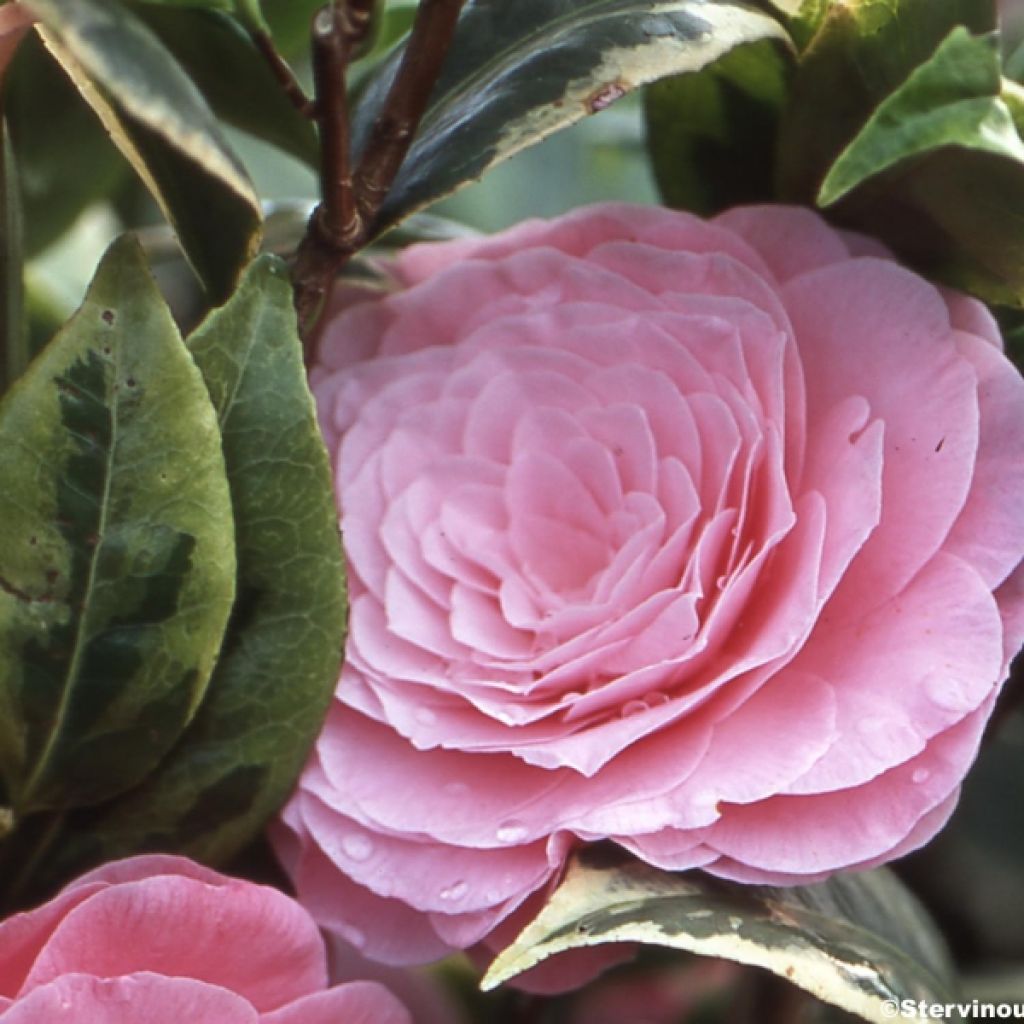 Camélia classique - Camellia Kerguelen
