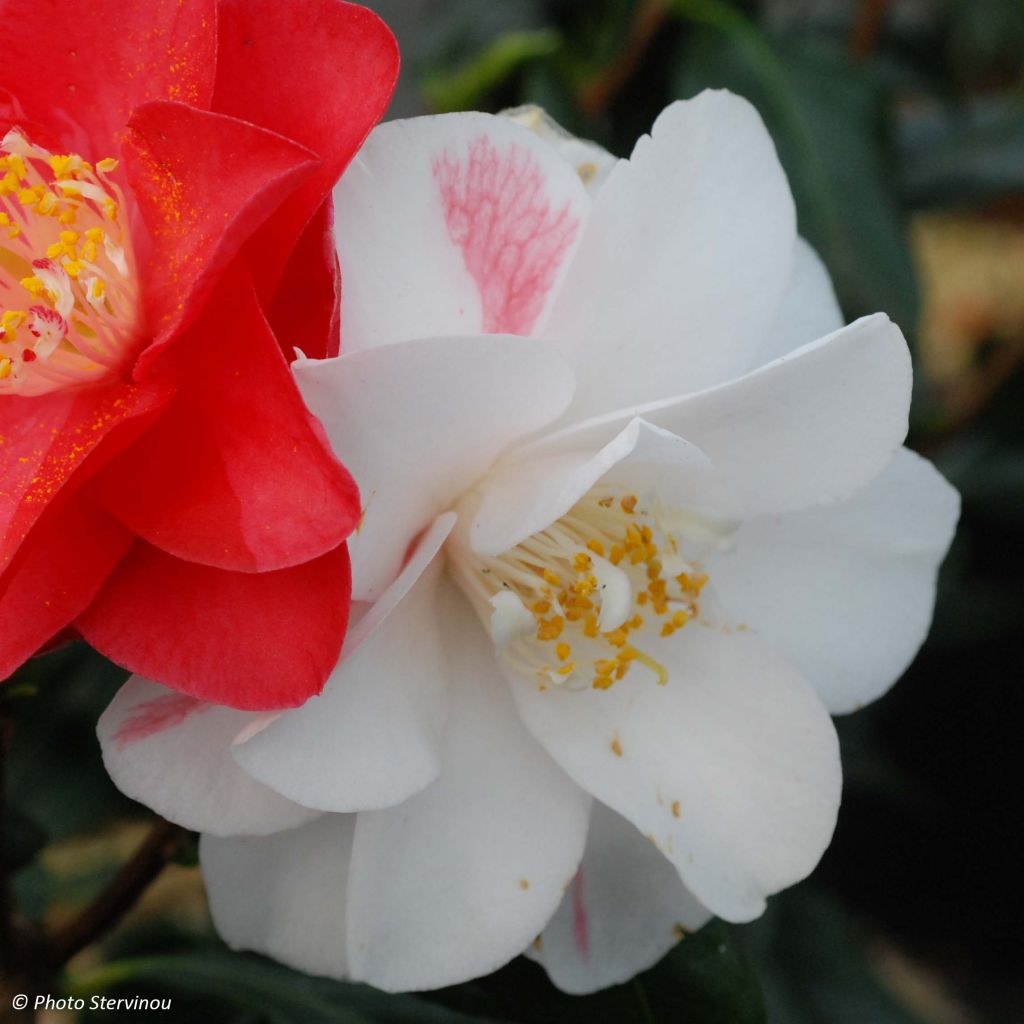 Camélia Lady Vansittart - Camellia japonica