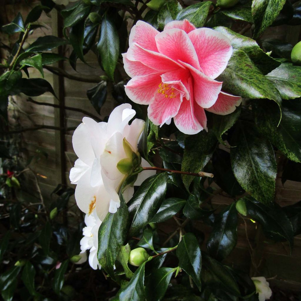 Camélia Lady Vansittart - Camellia japonica