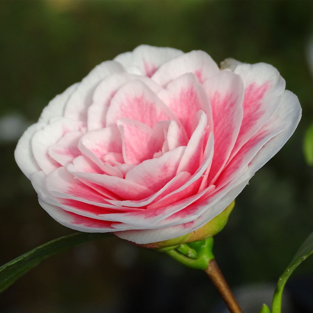 Camélia classique - Camellia Look Away