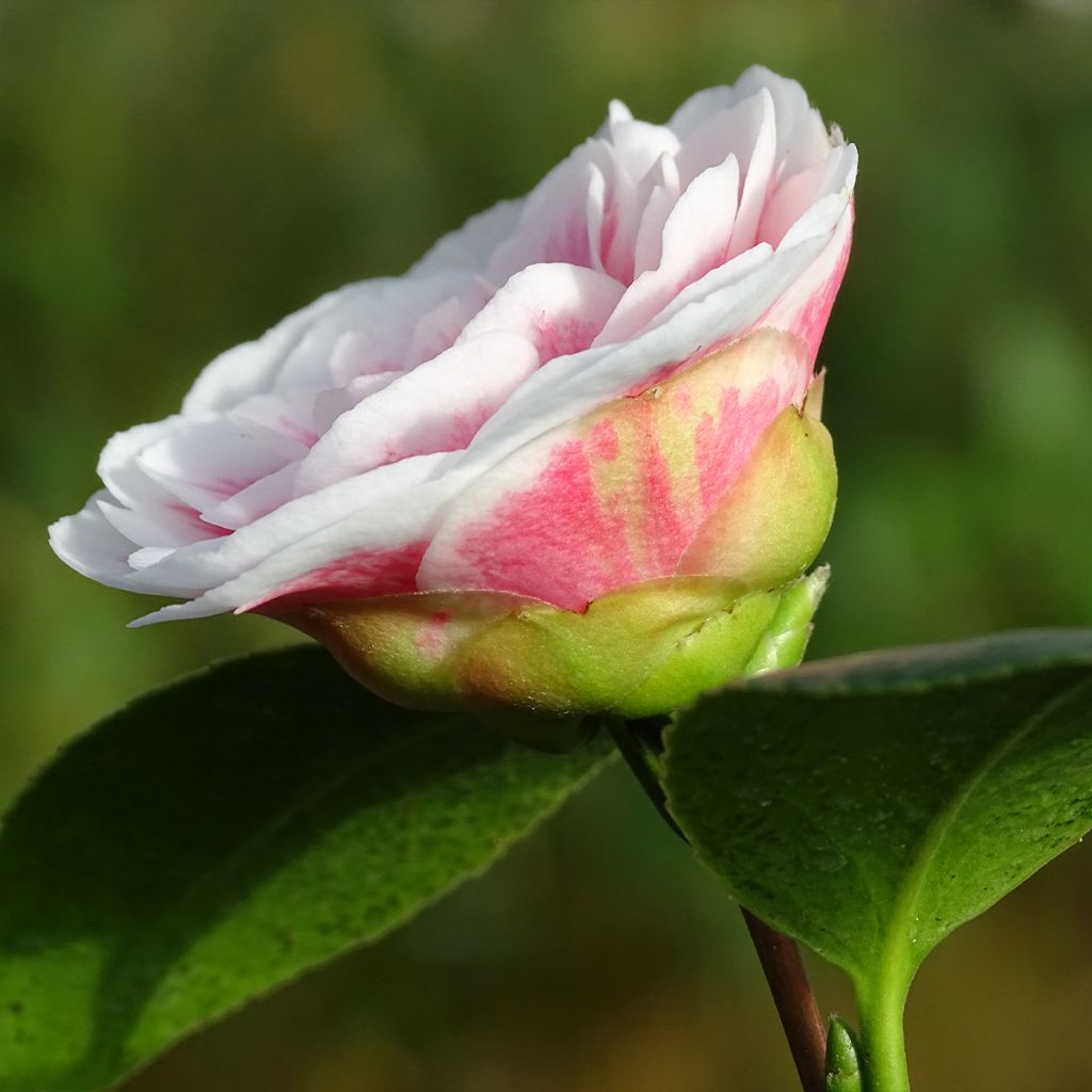 Camélia classique - Camellia Look Away