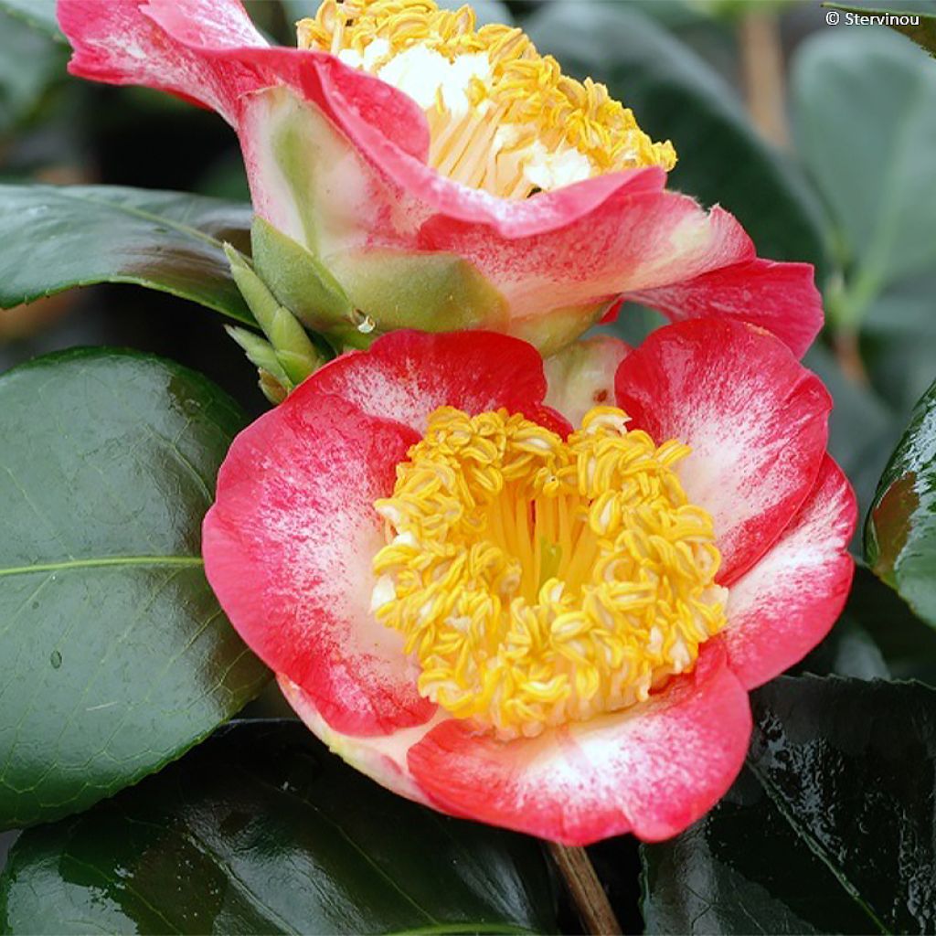 Camélia Okan - Camellia japonica de Higo