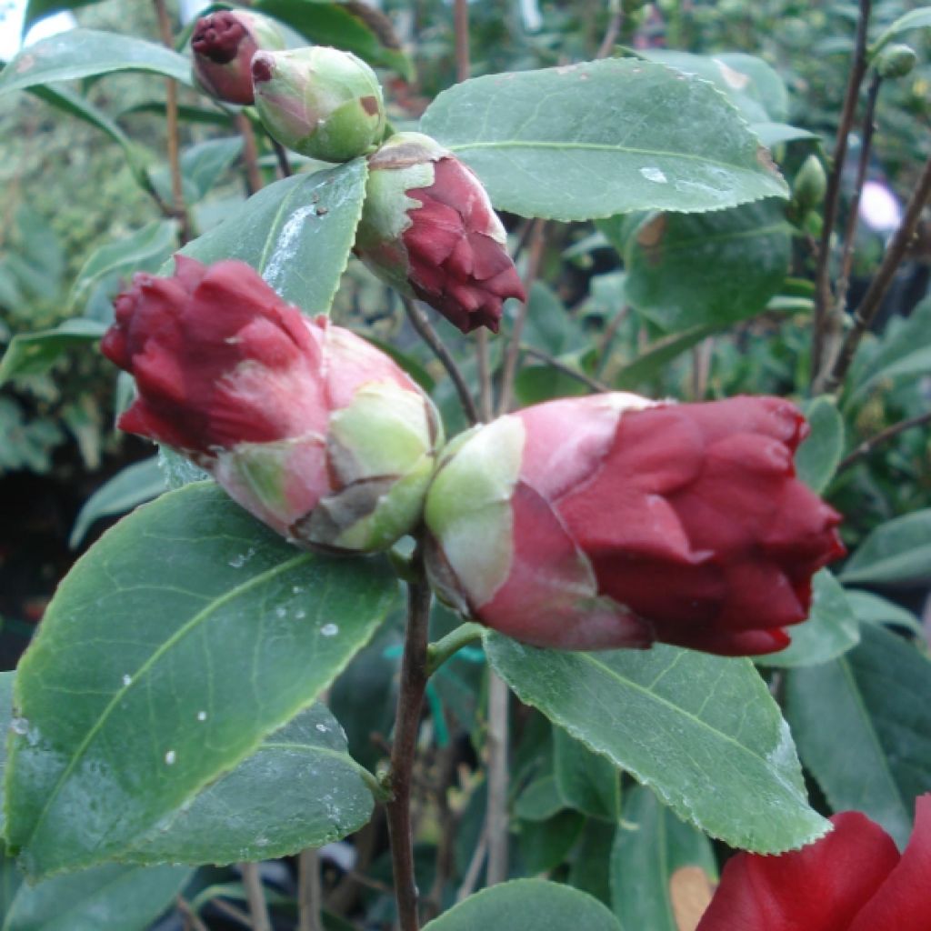 Camélia classique - Camellia Royal Velvet