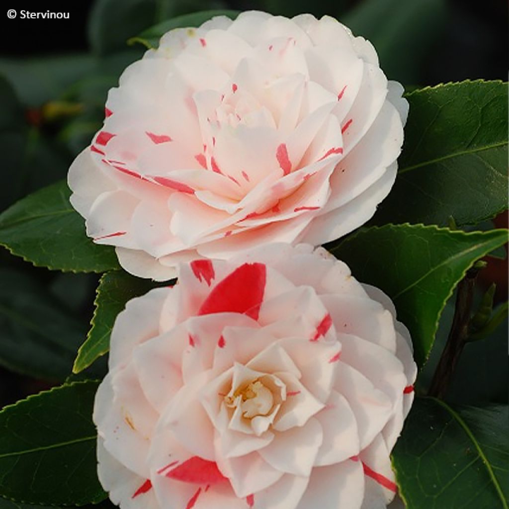Camélia Stacy Susan - Camellia japonica
