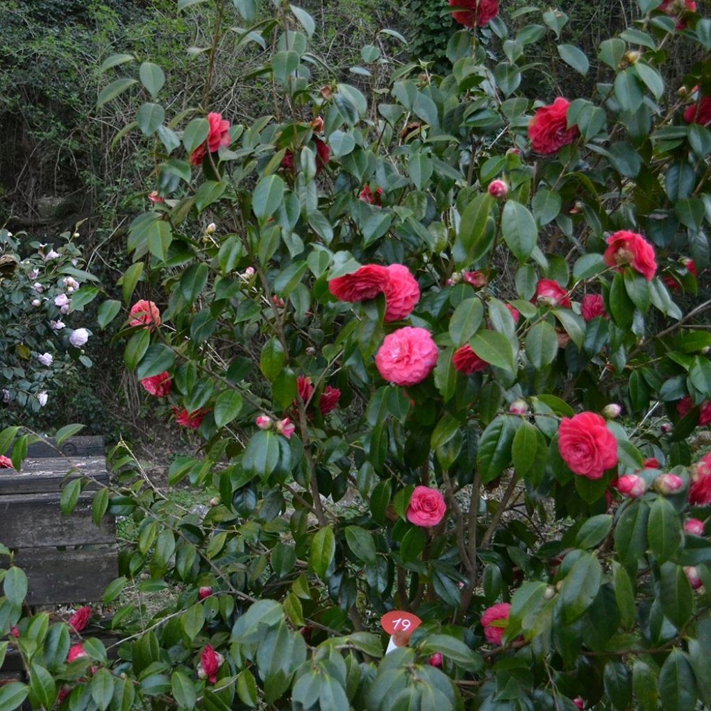 Camélia Blood of China - Camellia japonica