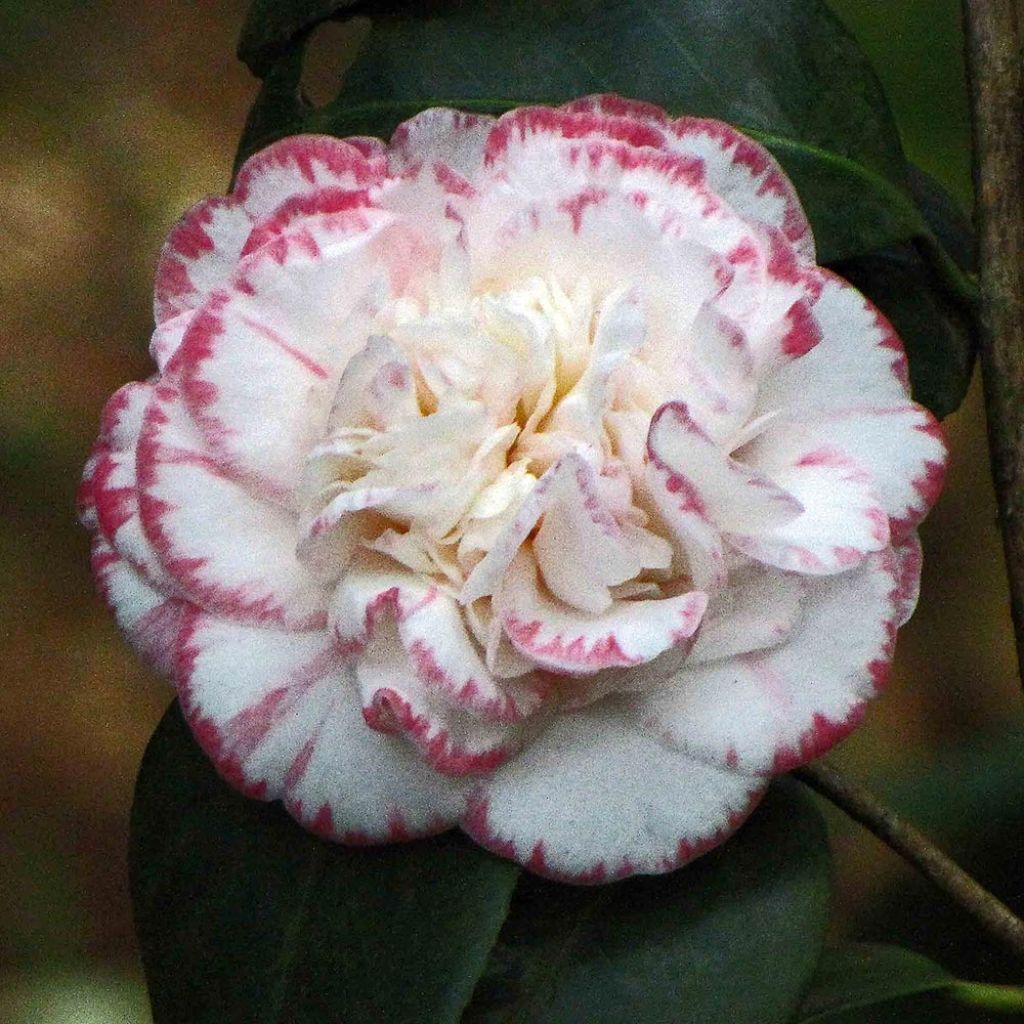 Camélia Margaret Davis - Camellia japonica