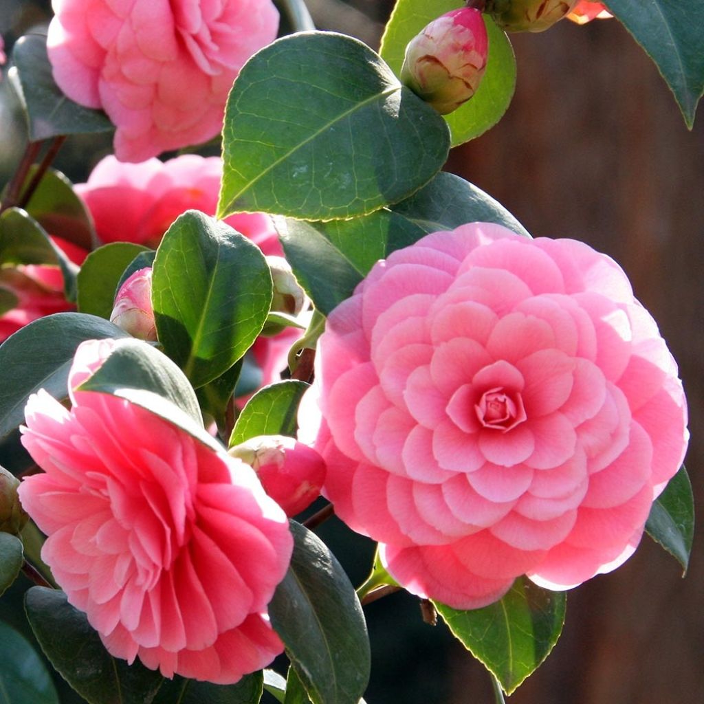 Camélia Mrs. Tingley - Camellia japonica