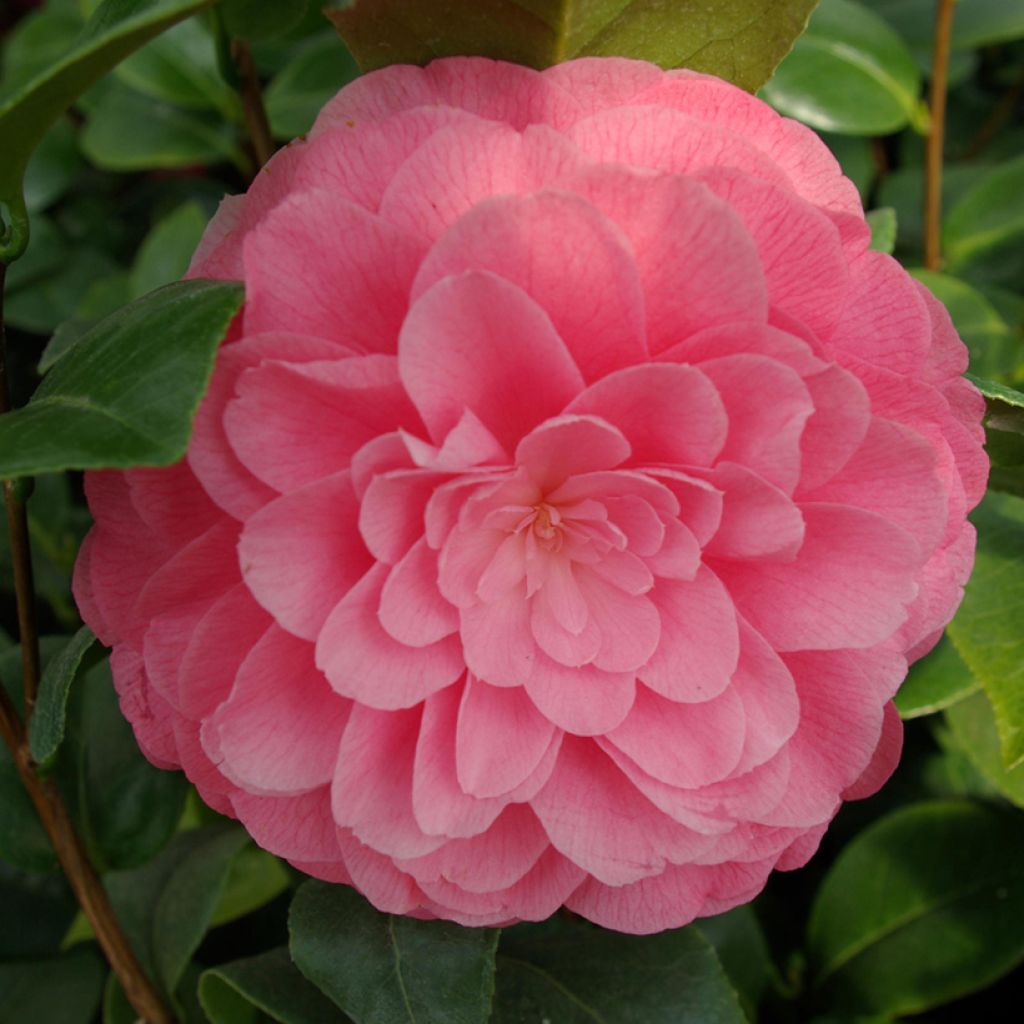 Camélia Nuccio's Cameo - Camellia japonica