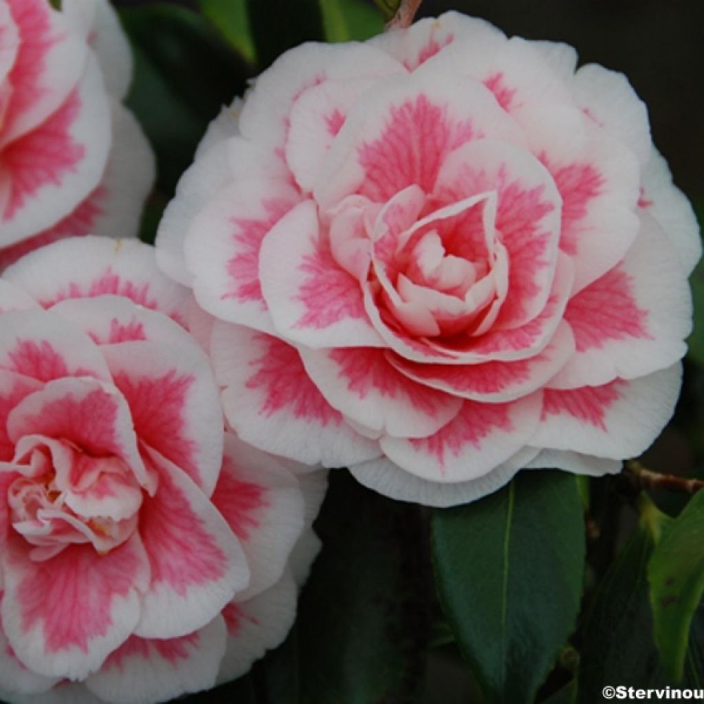 Camélia classique - Camellia Look Away