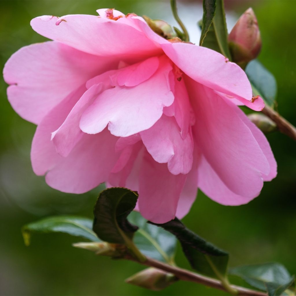 Camellia sasanqua Belinda - camélia d'automne