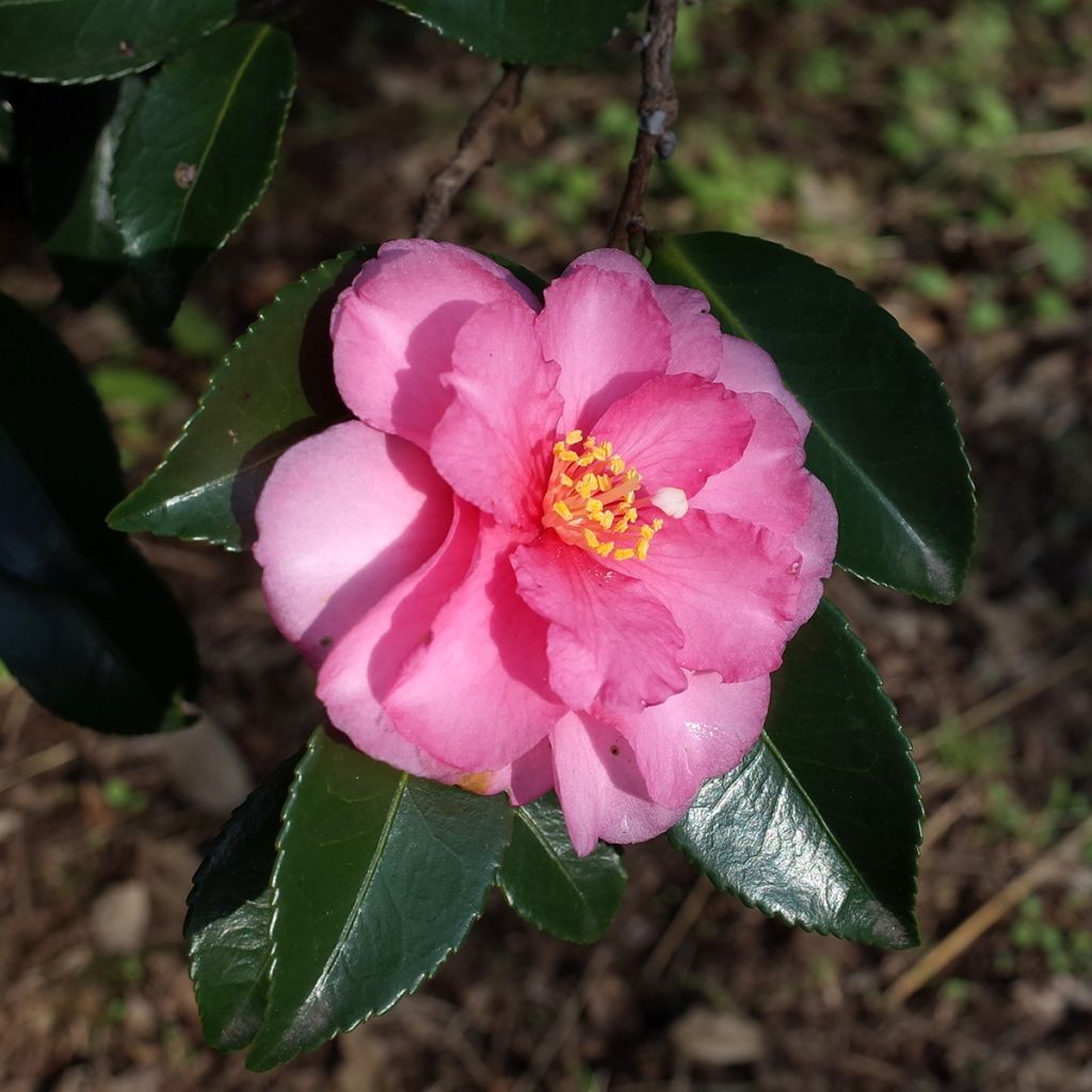 Camellia sasanqua Belinda - camélia d'automne