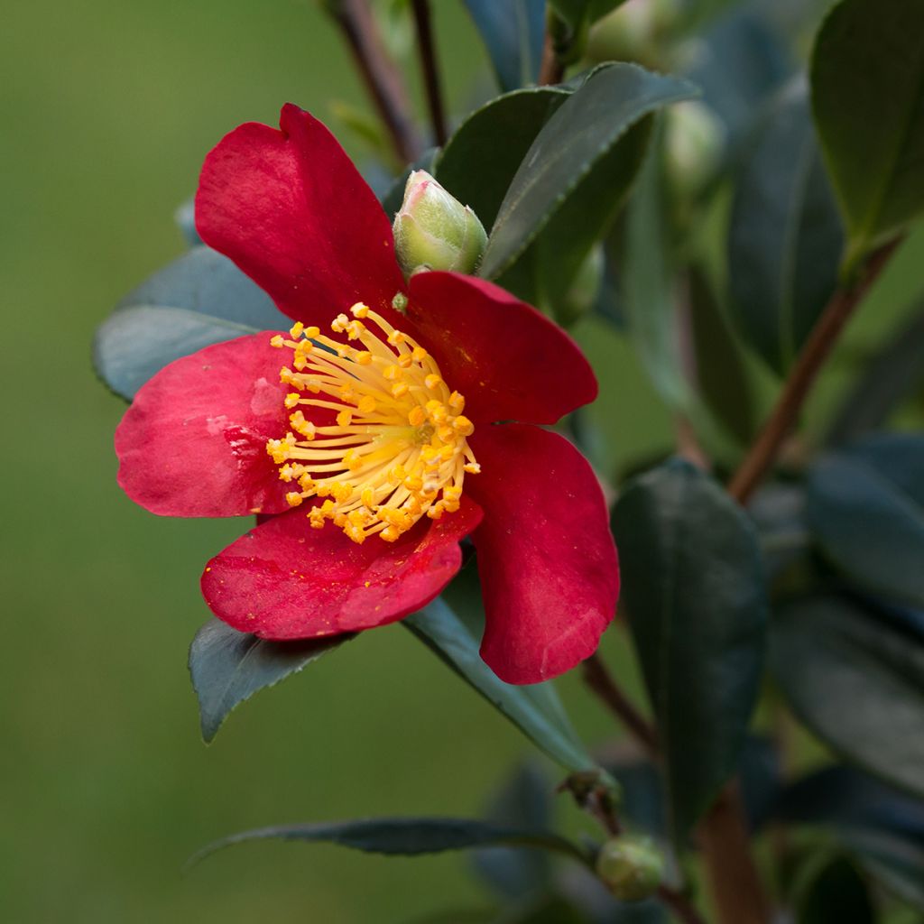 Camélia d'automne - Camellia sasanqua Yuletide