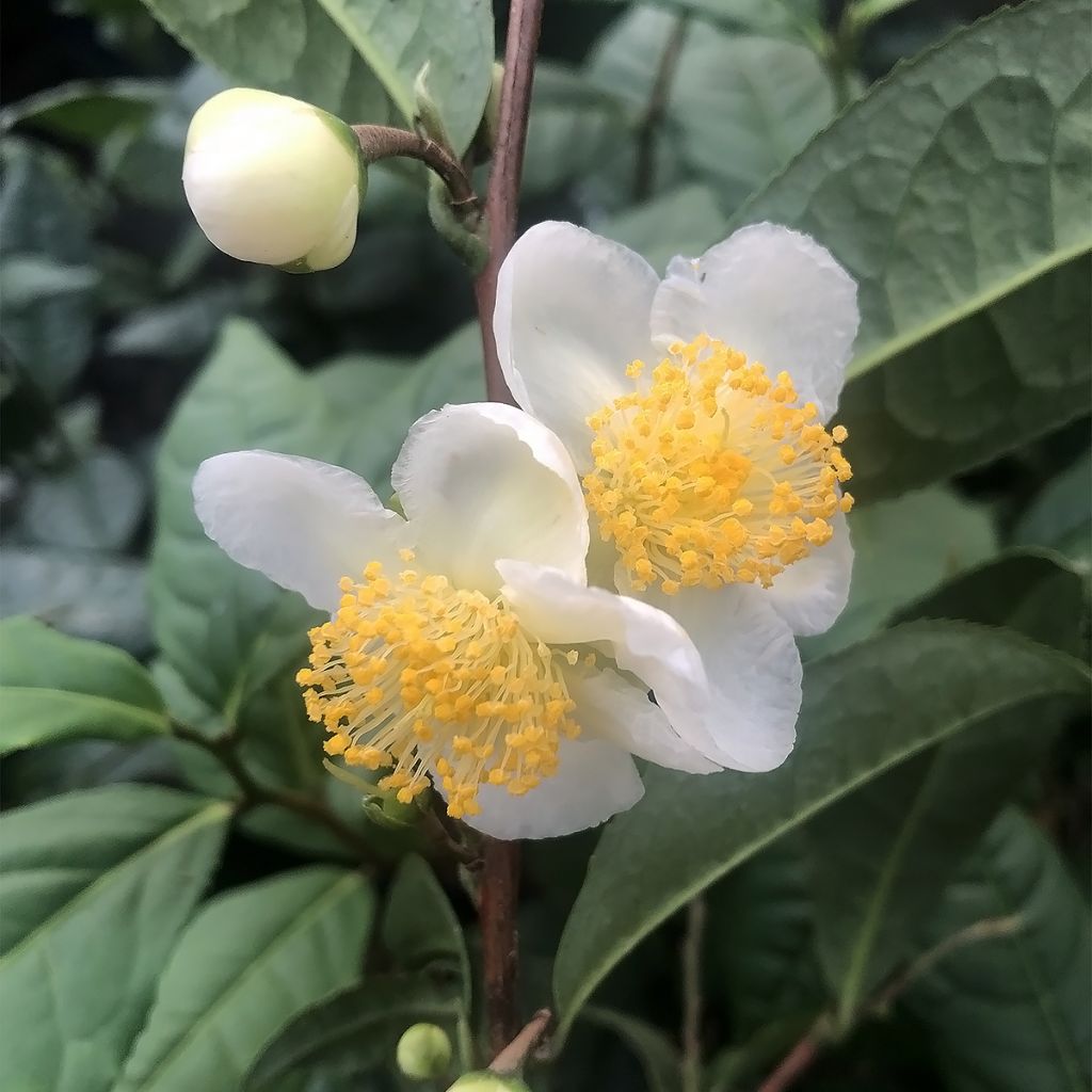 Camellia sinensis Théojardin - Théier