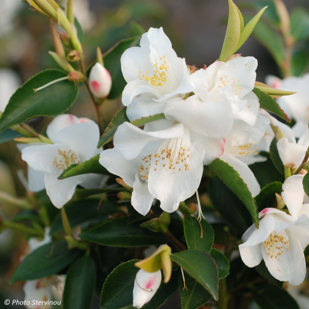 Camellia transnokoensis - Camélia botanique