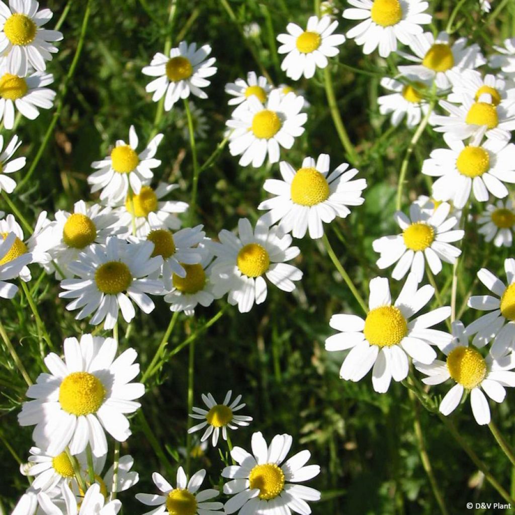 Camomille allemande - Matricaria recutita (chamomilla)