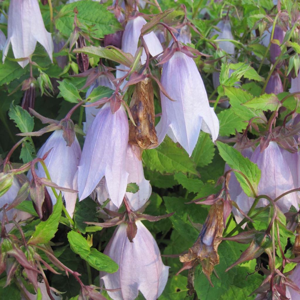 Campanula Iridescent Bells - Campanule hybride