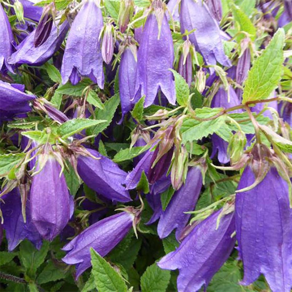 Campanule hybride - Campanula Ringsabell Indigo Blue  