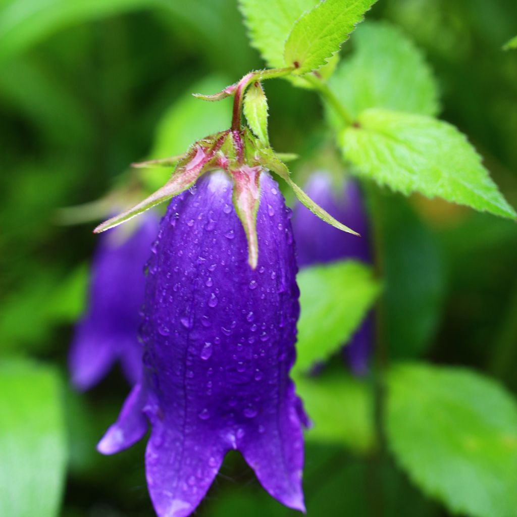 Campanula Sarastro - Campanule hybride