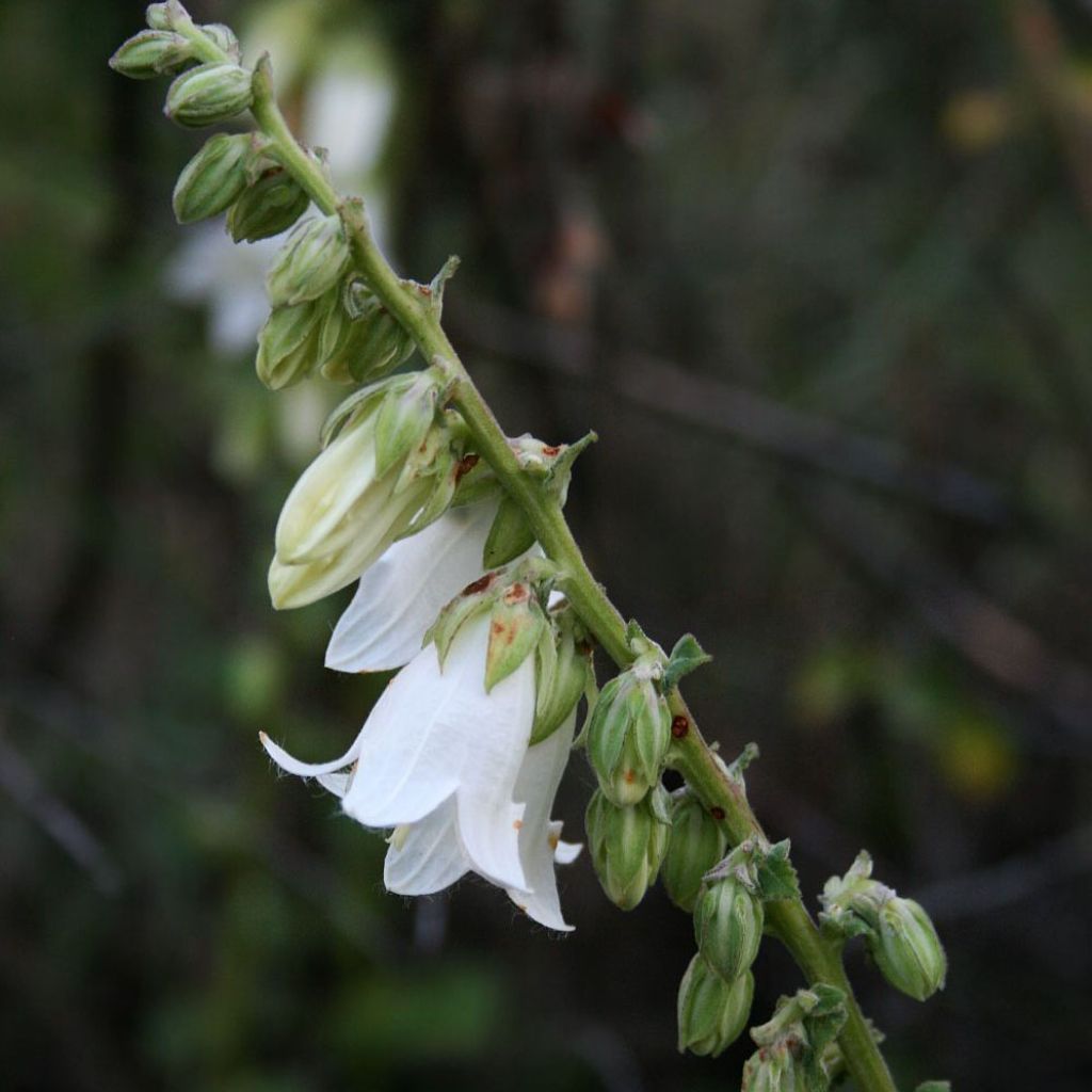 Campanula alliariifolia - Campanule à feuilles d'alliaire