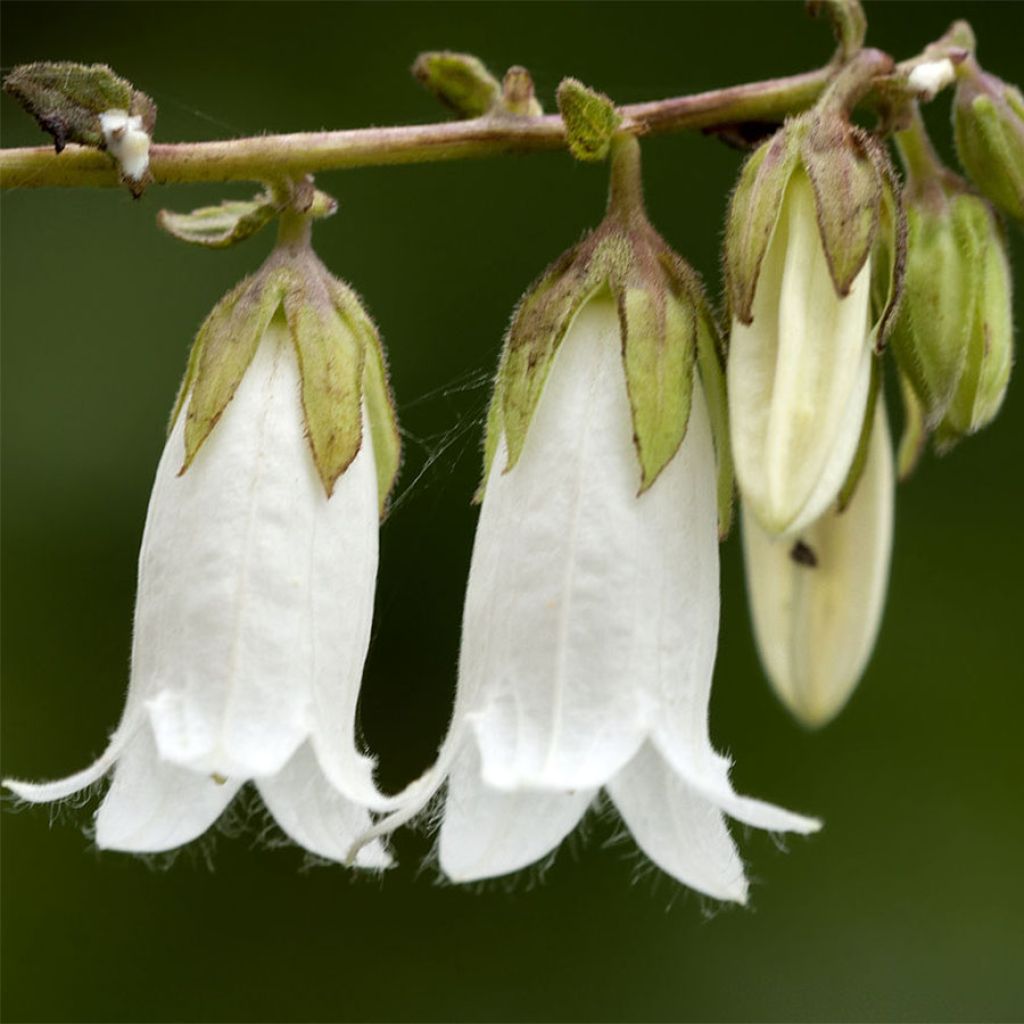 Campanula alliariifolia - Campanule à feuilles d'alliaire