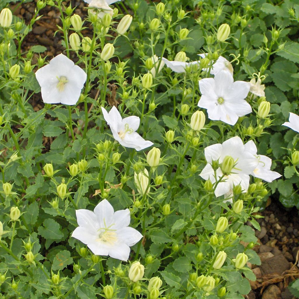 Campanula carpatica Alba - Campanule des Carpathes à fleurs blanches.