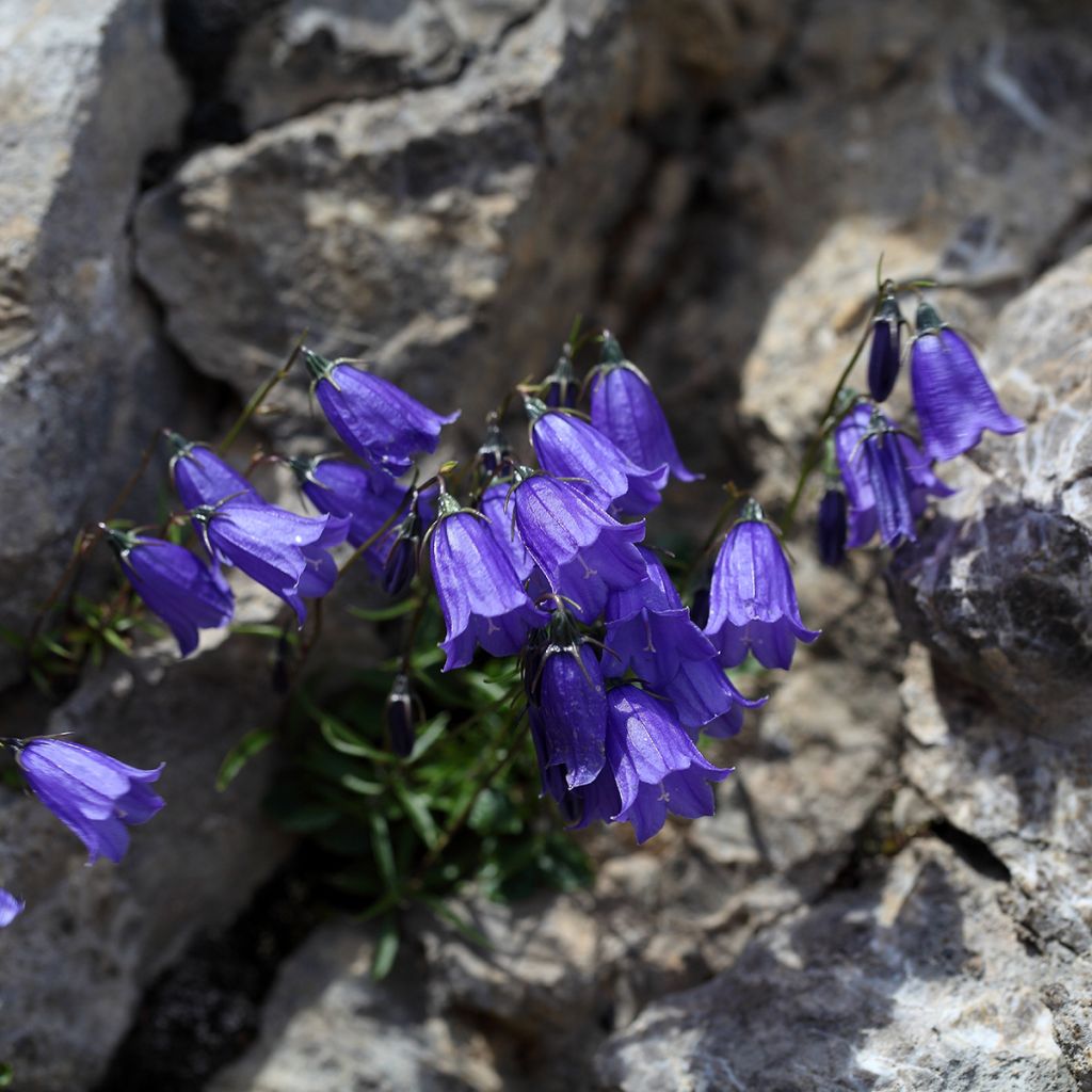 Campanula cochleariifolia - Campanule à feuilles de cochléaire