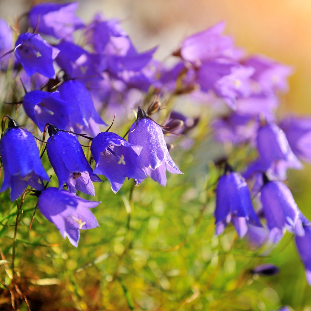 Campanula cochleariifolia - Campanule à feuilles de cochléaire