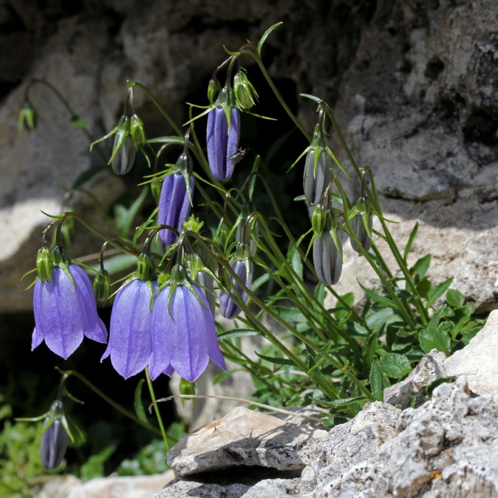 Campanula cochleariifolia - Campanule à feuilles de cochléaire