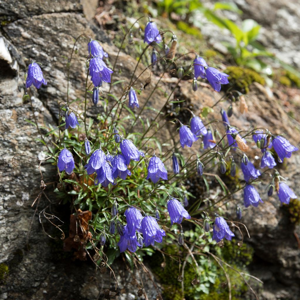 Campanula cochleariifolia - Campanule à feuilles de cochléaire