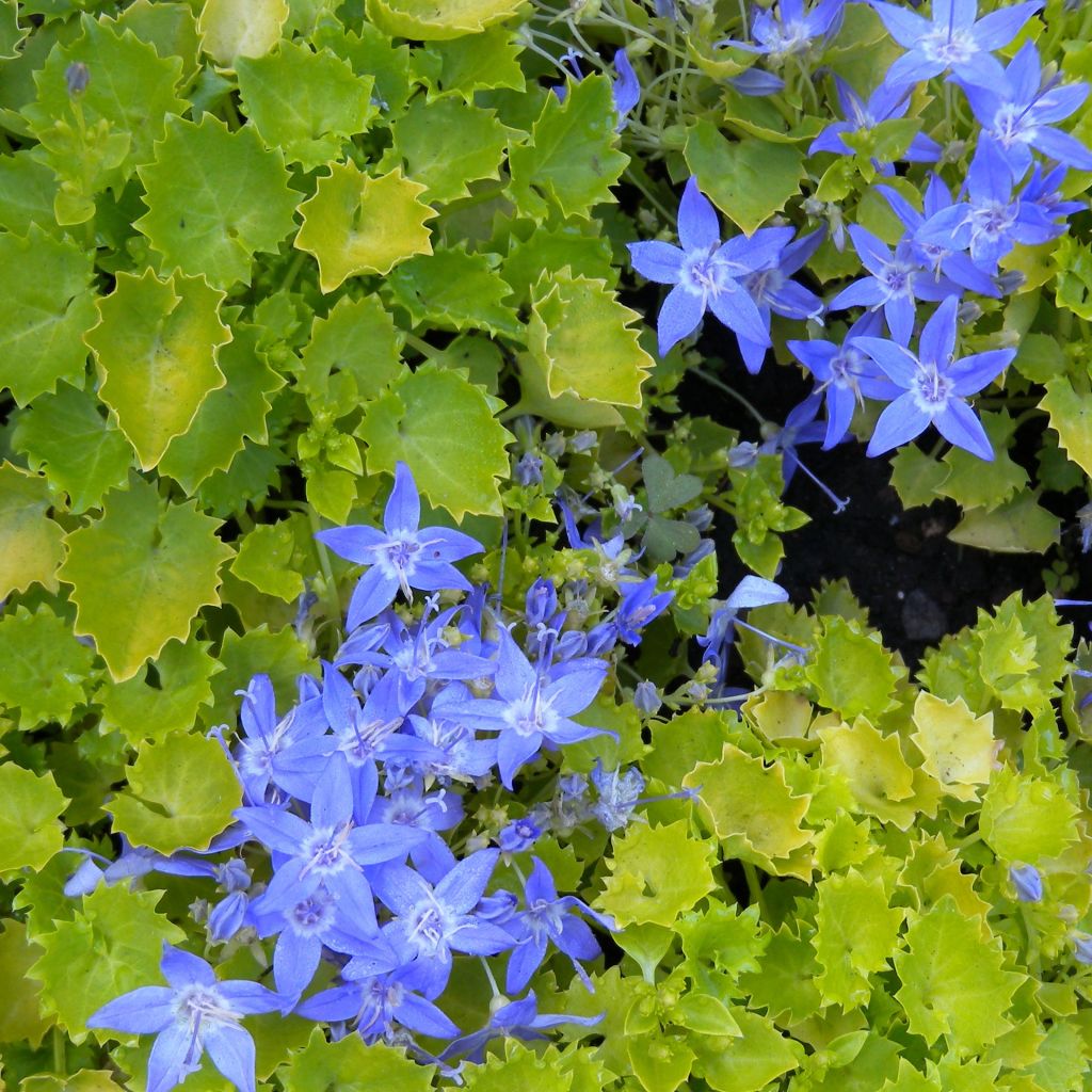 Campanula garganica Dickson s Gold - Campanule étoilée