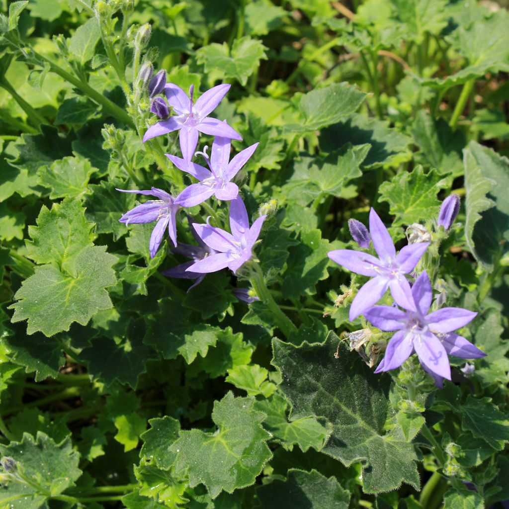 Campanula garganica