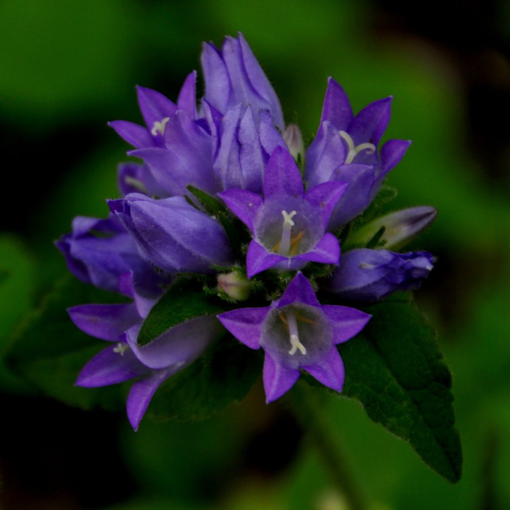 Campanula glomerata Acaulis - Campanule à bouquets